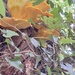 Chicken of the woods mushroom~~~~
