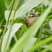 Sedge Warbler 