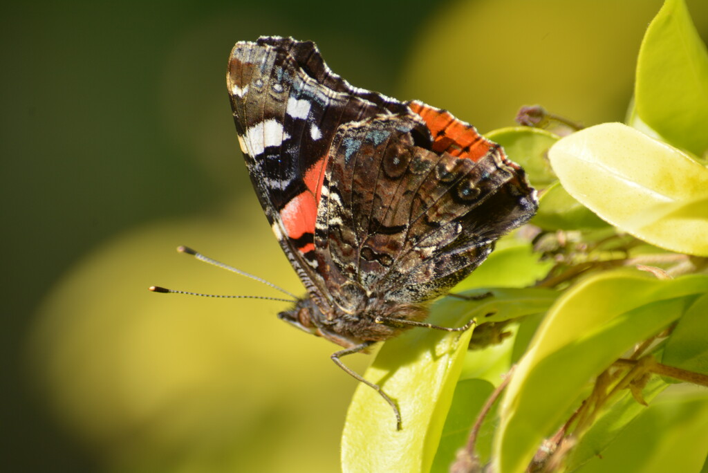 Red Admiral ~~~~~ by ziggy77