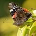 Red Admiral ~~~~~