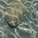 Wading