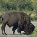 Bison Range Bison 