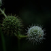 Rattlesnake Master