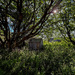 Overgrown Shed