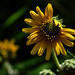 Swollen Sunflower 