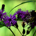 Pollinating Ironweed