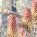 Winter is Aloe time here, 