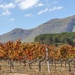 Colourful vines,