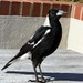 Magpie