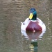 Mallard..
