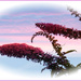 Buddleia 11