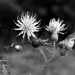 Wet thistle blooms...