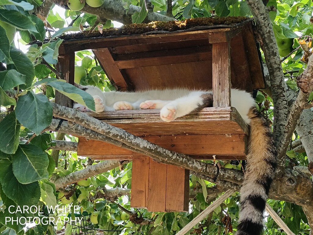Merlin's Favourite Cool Spot  by carolmw
