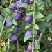Plums