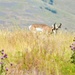 Bison Range Antelope 