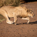 Stalking Supper