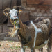 The goat eats everything
