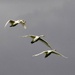 Swan Trio