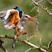 Kenyan Kingfisher