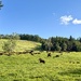 Cows in the meadow.  