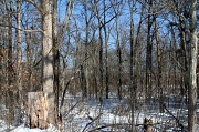 10th Feb 2011 - Winter Forest