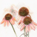 One of my favourite flowers,