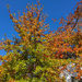 Wherever I saw a tree with some colour,