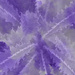 Violet 5