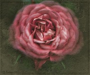 11th Feb 2011 - Lensbaby Rose 