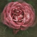 Lensbaby Rose  by bluemoon