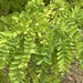 Black Locust 