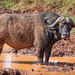 Mud Glorious Mud