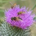 Hoverflies
