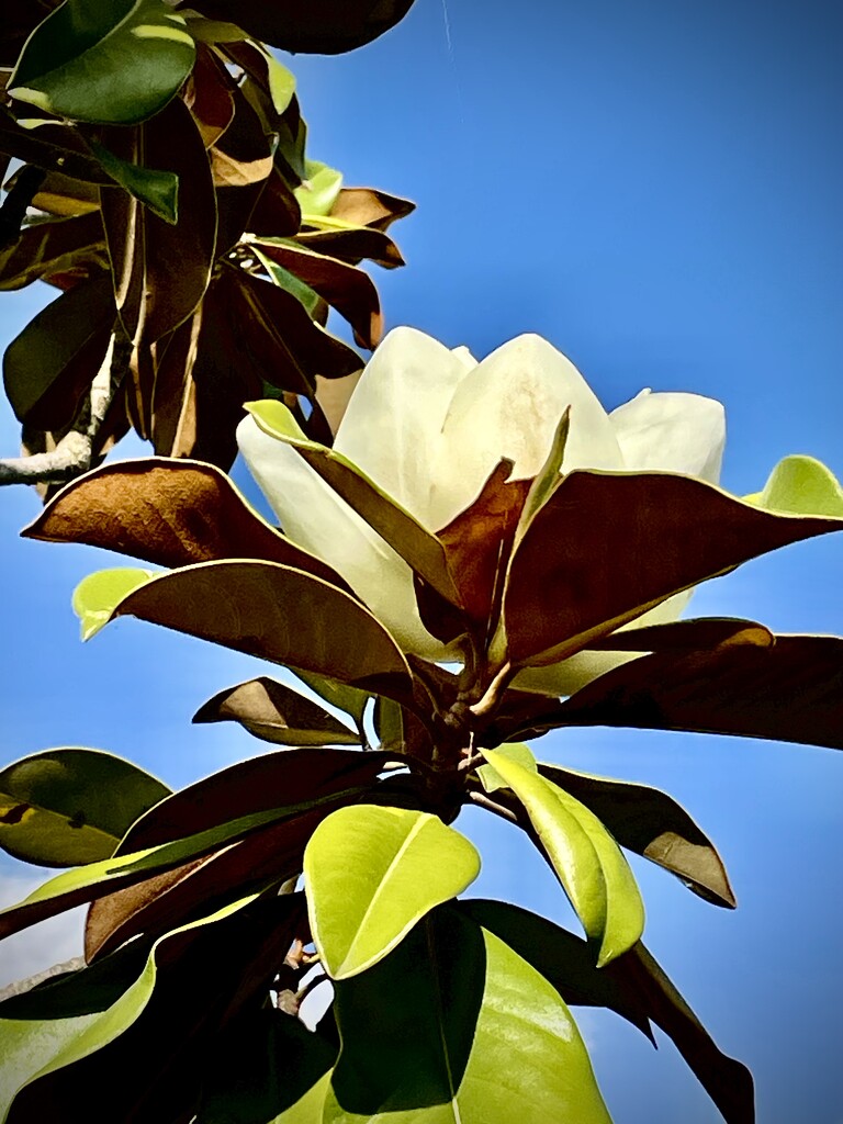 Magnolia  by nigelrogers