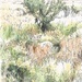 Deer Line and Watercolor Wash