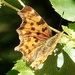 Comma