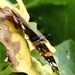 Flutterby