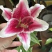 Stargazer Lily 
