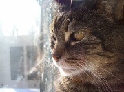11th Feb 2011 - My Kitty Cat