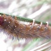 Spiky bug! by alia_801