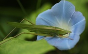 12th Feb 2011 - green insect on blue morning glory flower