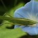 green insect on blue morning glory flower by lbmcshutter