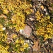 Lichen by judithdeacon