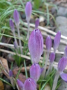 12th Feb 2011 - Lilac Surprise