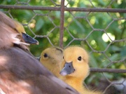 13th Feb 2011 - Peeking Ducks