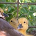 Peeking Ducks by ubobohobo