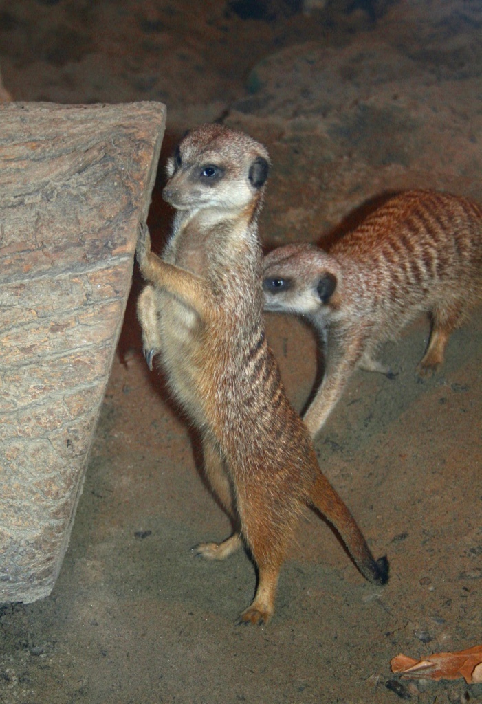 Meerkats by glennharper