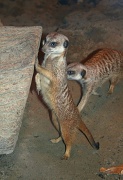 12th Feb 2011 - Meerkats