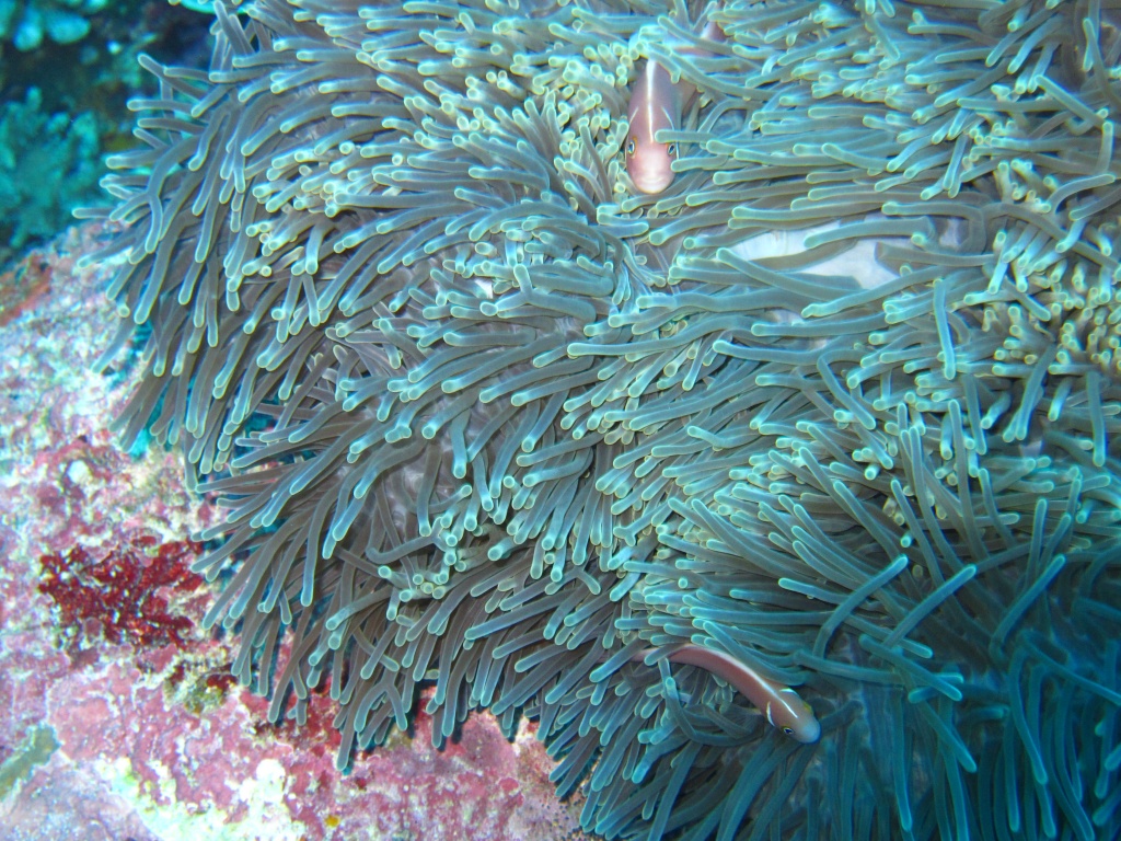 Anemone - check, anemone fish - check..... where's Nemo? by lbmcshutter