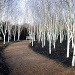 Silver Birches by judithdeacon